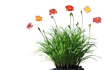Daylily Flower Plant