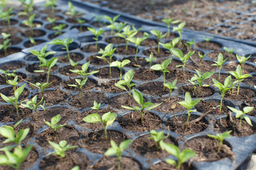 sapling