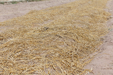 Straw mulch