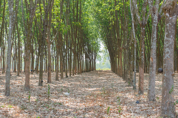 rubber trees
