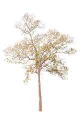 Obraz premium Deciduous trees