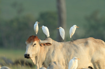 Naklejka premium Four egrets on cow back