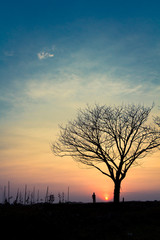 Fototapeta na wymiar Silhouette Lonely Man in garden, beautiful sunset and leafless tree
