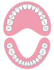 歯　歯並び © koti