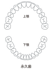歯　歯並び