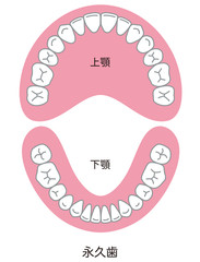 歯　歯並び © koti