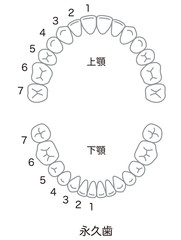 歯　歯並び　本数 © koti