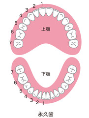 歯　歯並び　本数 © koti