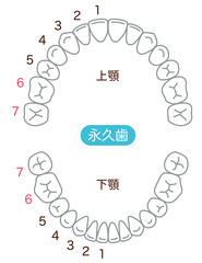 歯　歯並び　本数 © koti