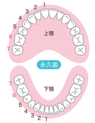 歯　歯並び　本数 © koti