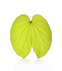 Bauhinia aureifolia leaf isolated on white background