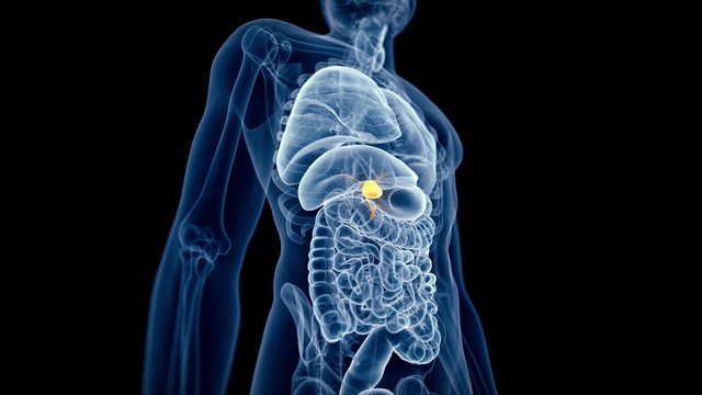 medical 3d animation of the human gallbladder
