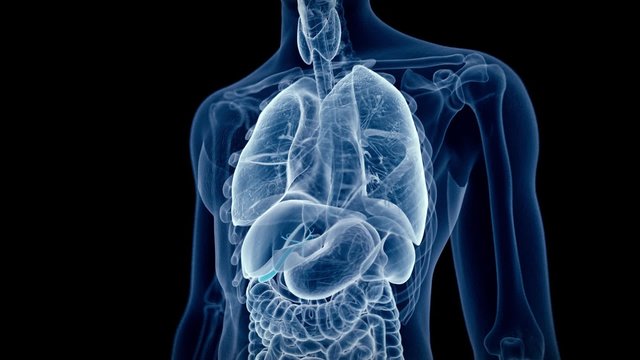 medical 3d animation of the human gallbladder