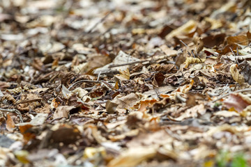 Dry leaves on the ground, selective focus and very shallow depth of field composition.