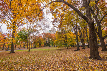 Colorful grassy knoll on a autumn day along 59th St. in famous Central Park in New York City