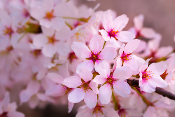 Cherry blossoms in bloom at Central Park, New York City