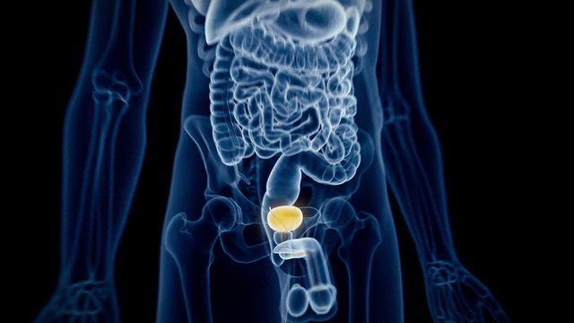 medical 3d animation of the human bladder