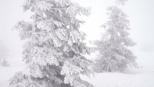 Christmas fir trees in snow winter wild forest snowing