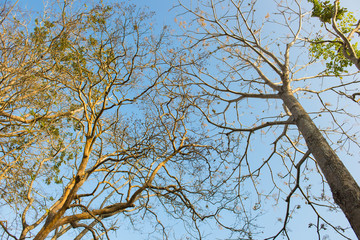 branches of tree against blue sky