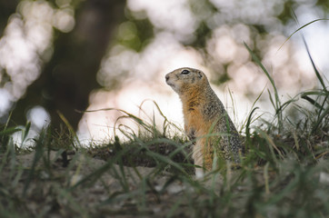 сибирский суслик