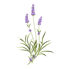 Fototapeta na wymiar Set of lavender flowers elements