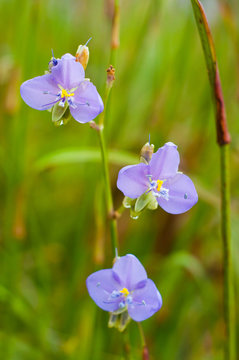 A violet flower.
