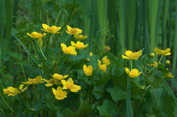 Kaczeńce © Tomek Kiecana