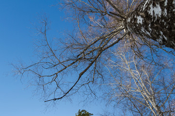 Birch on a background of blue sky