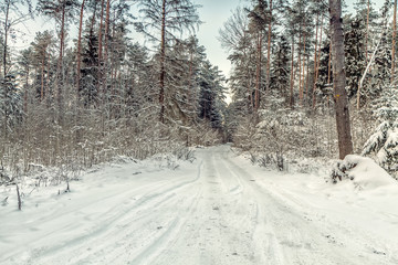 Fototapeta premium White forest