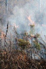 small Siberian pine burns in a fire