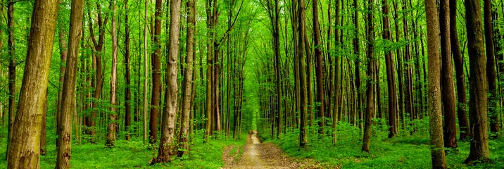 Selbstklebende Fototapeten Waldbäume © vovan