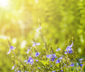 flower field