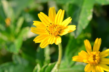 yellow flower (flower grass)