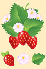 Ripe juicy red strawberries isolated with leaves and flowers. Vector