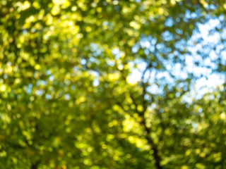 Out of focus green bokeh
