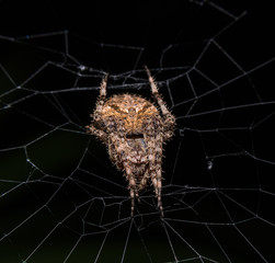 spider on the web
