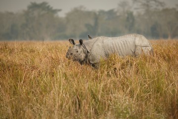 Big endangered indian rhinoceros in Kaziranga National Park / Big endangered indian rhinoceros in Kaziranga National Park
