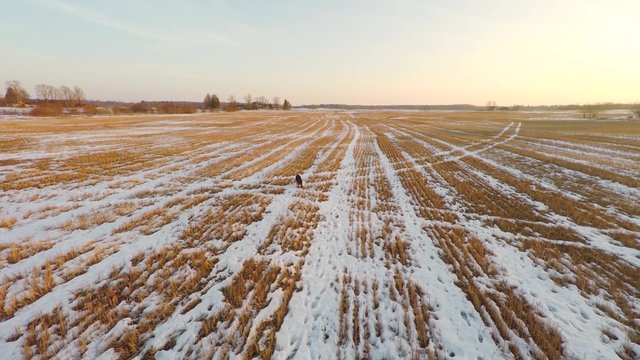 Young girl playing with german shepherd dog outdoor. Sunset. Aerial footage.