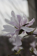 magnolia flower on tree