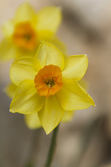 Fototapeta na wymiar narcissus flower in the garden