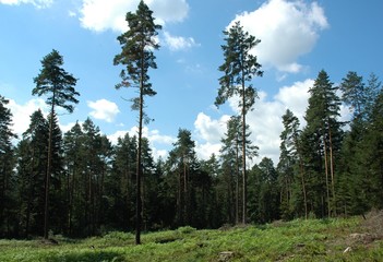 Polana leśna © Robert Bobela