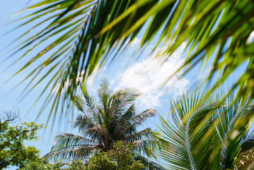 Fototapeta na wymiar Tropical Palm Trees Nature Landscape