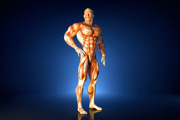 Fototapeta na wymiar Posing athlete. Anatomical illustration. Contains clipping path
