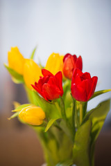 Red and yellow tulips, spring bouquet