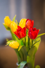 Red and yellow tulips, spring bouquet