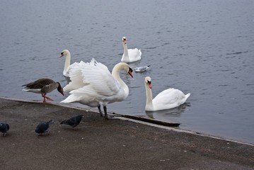 Swans