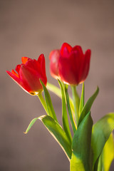 Beautiful spring red tulips in a vase