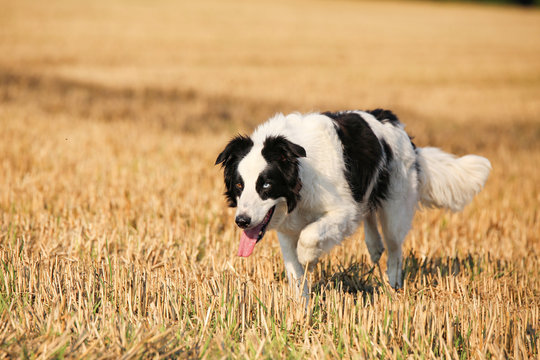 H&uuml;tehund schleicht sich an im Feld