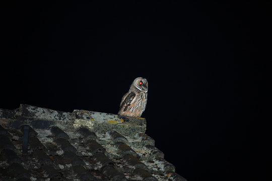 Waldohreule auf Dach in der Nacht