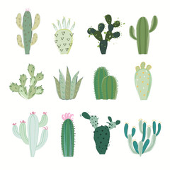 Cactus collection in vector illustration
